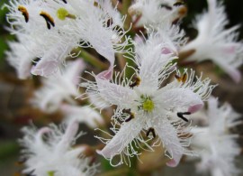 menyanthes_trifoliata_0645_3-1024x691