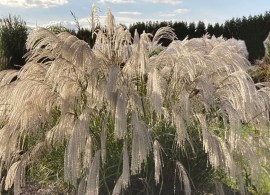 misc_silvercha_h70581