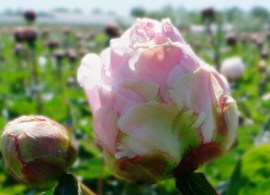 my-peony-omeo-snow-close-up-640x426-c-center