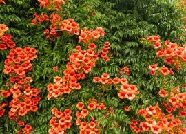 native-vines-for-your-landscape