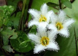 nimfoides-indijskij11