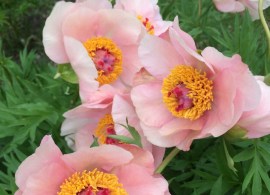 nosegay-peony-flowers
