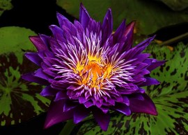 nymphaea-plum-crazy-by-florida-aquatic-nurseries-1