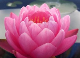 nymphaea-siam-nymph-nelumbogarden-water-lilies-matthis-hazeleger-water-lilies-5.jpg