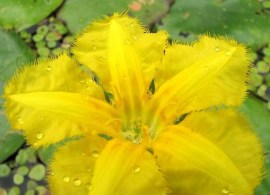 nymphoides-peltata-faux-nenuphar-plante-eau-main-12065641