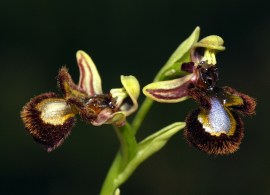 ophrys_speculum.10