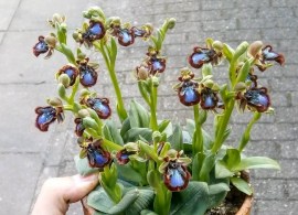 ophrys_speculum.141