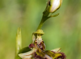 ophrys_speculum.14
