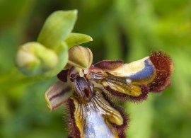 ophrys_speculum.25