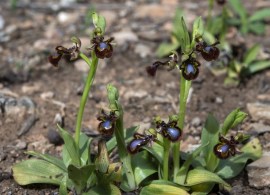 ophrys_speculum.31