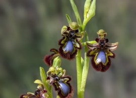 ophrys_speculum.32