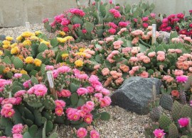 opuntia-flowers