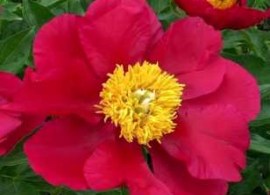 paeonia-america-017