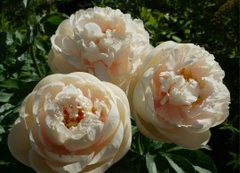 pastelegance_12686