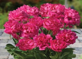 patio-peony-london