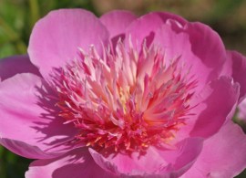 peony-bo-peep