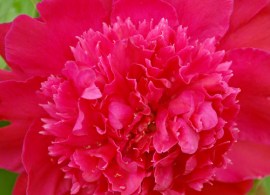 peony-ruth-clay