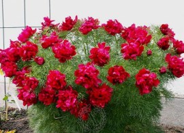 peony-tenuifolia-plena-61-1-900x900