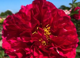 peony-villa-poppaea-655-1-1600x1600