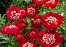 peony-walter-mains