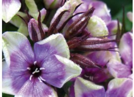 phlox_mikes_choice