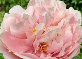 pion-pastelorama-19929213750130_small11