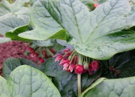 podophyllum-versipelle-ssp-boreale-cpc-1