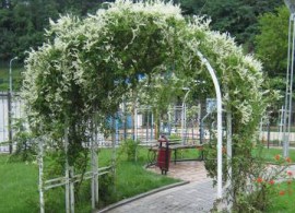 polygonum-aubertii