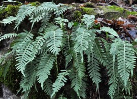 polypodium-vulgare