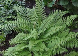 polystichum-setiferum-03