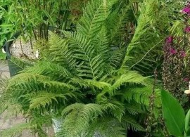 polystichum_setiferum_plumo-densum_0014258__2070514