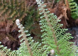 polystichum_setiferum_plumosum_densum_hrm_q1-r2-850x850-proportionalsmallest