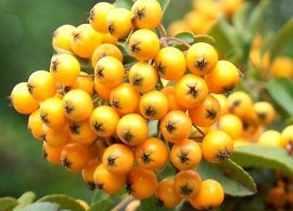 pyracantha-golden-charmer-01