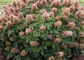quercifolia-munchkin