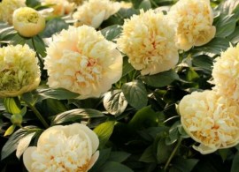 quitzin-peonija-peonijas-peonija-quitzin-50818471