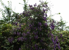 rankender-eisenhut-aconitum-volubile-2