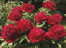 red-charm17