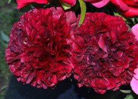 red-grace