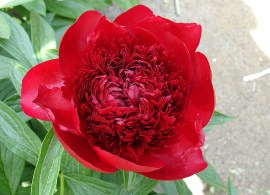 redcharm2