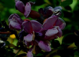 robinia_neomexicana2_600