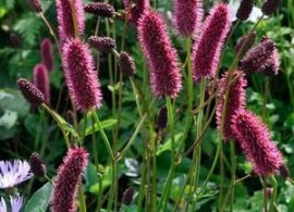 sanguisorba-menzii13