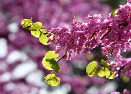 shutterstock_1361303345