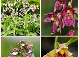sortiment-von-4-stendelwurz-epipactis-garten