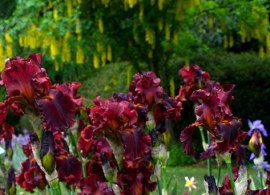 th2_p.6981.1-playwithfire-gardenweb