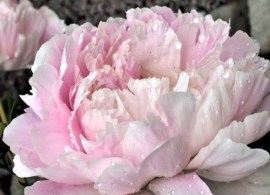 thumb_12230_600_600_0_0_crop