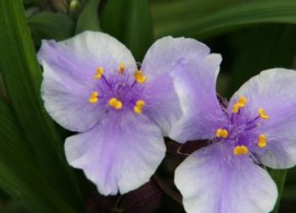 tradescantia_bilberry_ice_ff67e893-b40c-4ffc-aff2-093f3fb2f097_grande