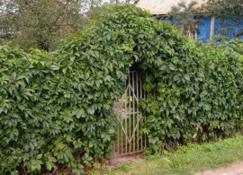 virginia_creeper_1