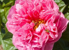 waipopo-peony42_1_orig