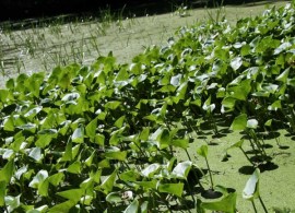 water-arum-calla-palustris_1-600x600