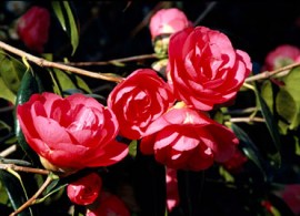 wsy0040501_9671